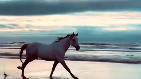 Wild _Horse_ running _ beach