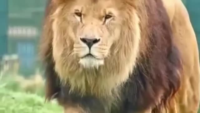 Lions🦁🦁