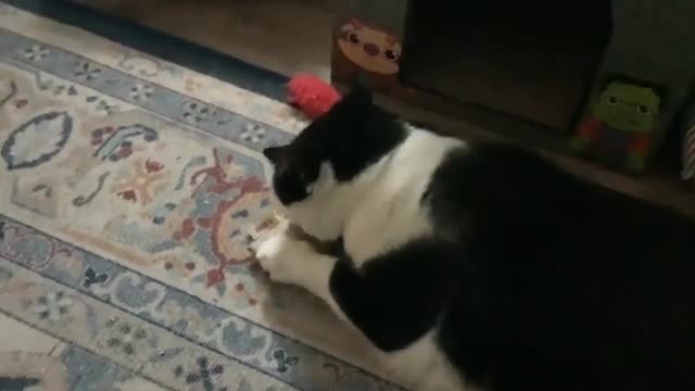 Catnip Addict