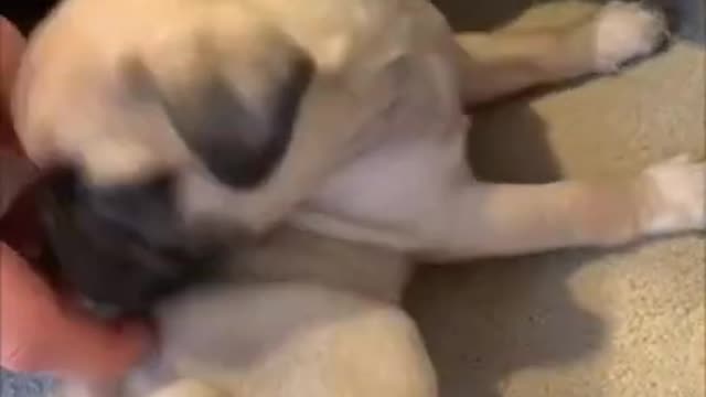 Funniest and Cutest Pug Dog Compilation