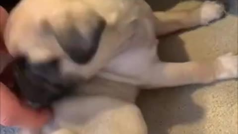 Funniest and Cutest Pug Dog Compilation