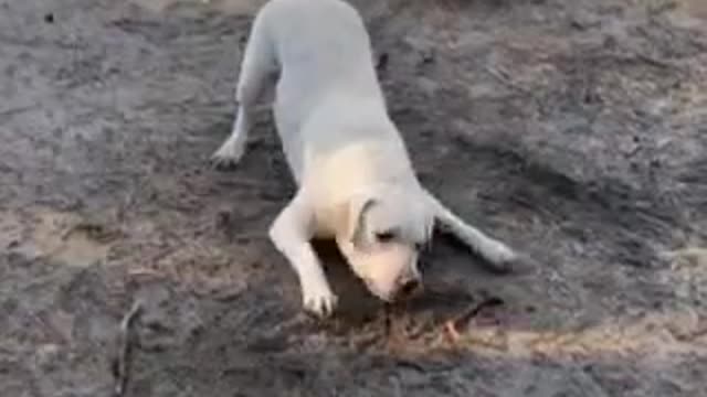 Labrador Nessi and perch.