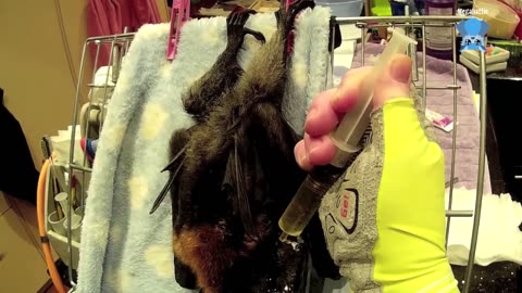 Juvenile flying-fox has a bath this is Ophiuchi