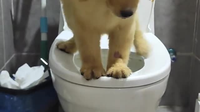 There is a silly dog at home