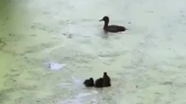 Mother duck plays Hide and Seek with her babies ||||