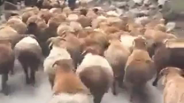 Venezuelan sheep