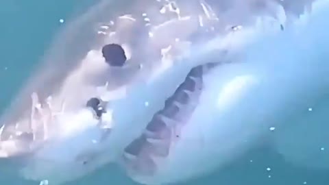 This is a beautiful and charming water-dwelling species