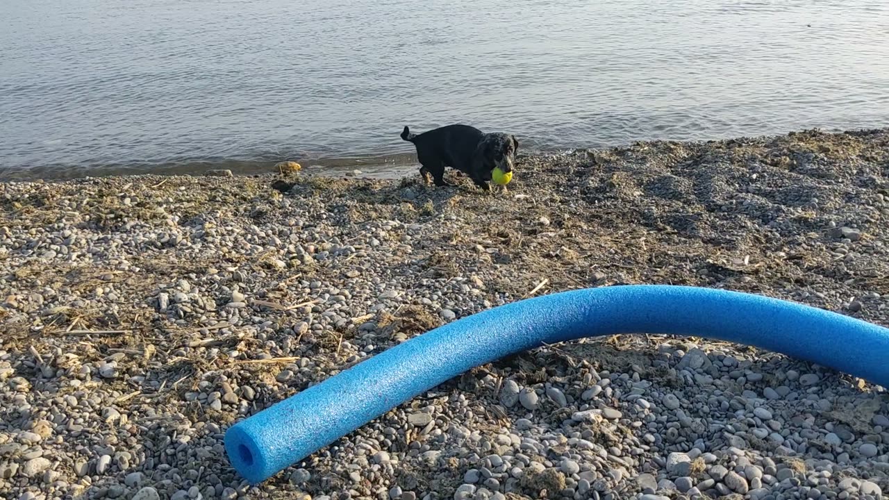 Tennis ball II - the sequel