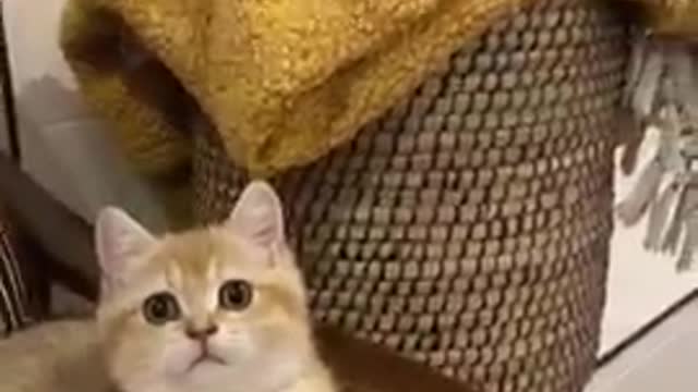 🐱‍👤🐶🐕‍🦺😹😻FUNNY CATS AND DOG MOMENTS VIDEOS! TRY NOT 2 LAUGH CHALLENGE!!!!######