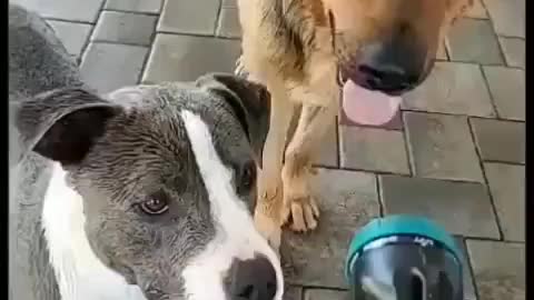Fun time dogs