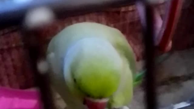 Parrot is eating peanut 🥜so cuetly
