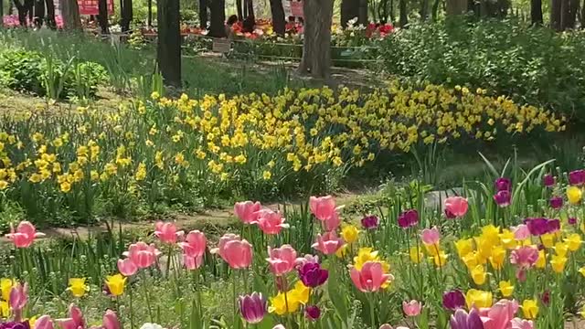 Tulips swaying in the wind(Seoul Forest Park)