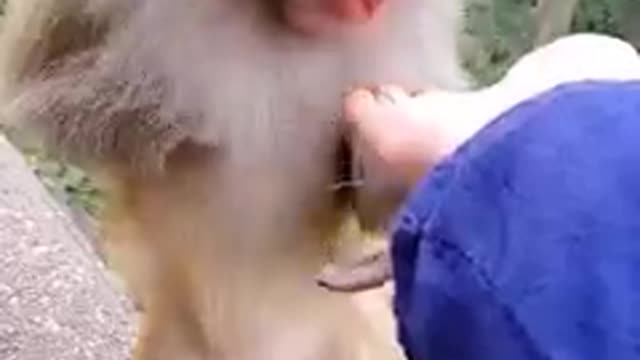 Poor Monkey Losing Both Hands Coming To Also Get Some Food