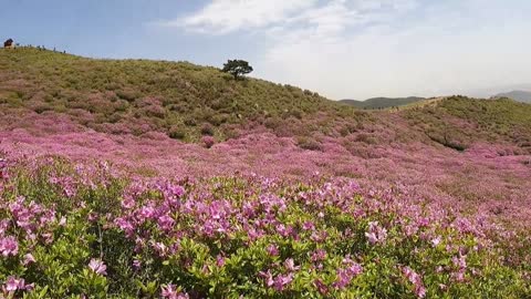 A flower garden on a mountain