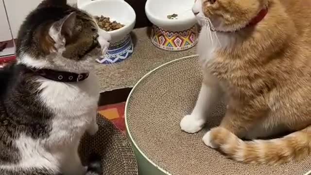 Years are quiet, only because of meow