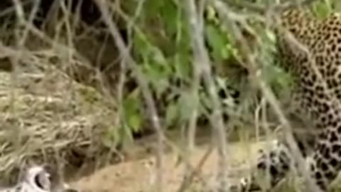 cheetah vs cheetah #short #wildanimal #shortvideo #animal