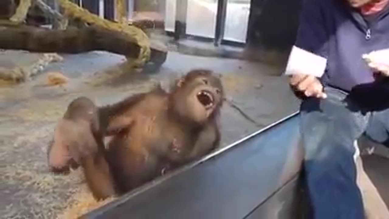 monkey laughing