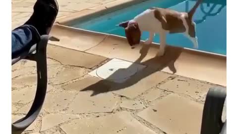 Best Funny Animal Videos 2022 😺 Funny Dog Videos 2022 😁 Funniest Dog Videos 😁😇