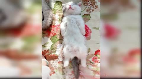 Baby Cats - Cute and Funny Cat Videos Compilation - Aww Animals