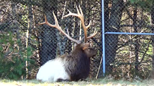 Elk