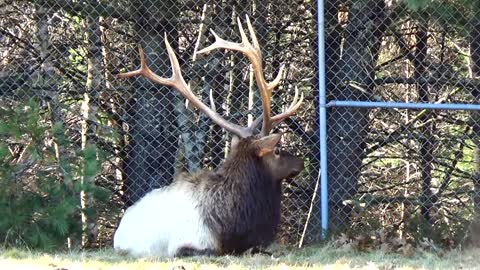 Elk