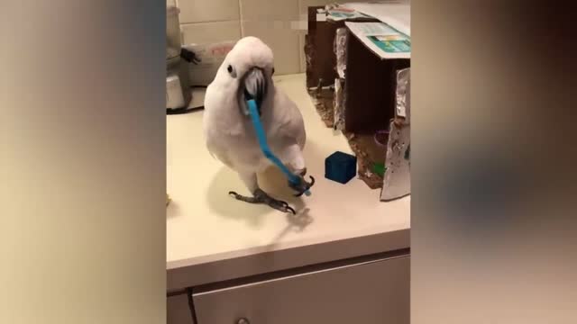 PARROT TALKING COMPILATION