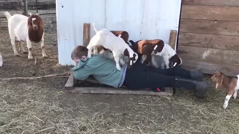 Best Funny Babies Playing With Animals