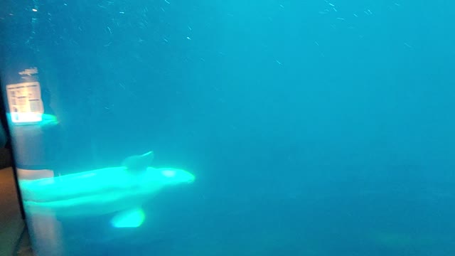 Aquarium Beluga