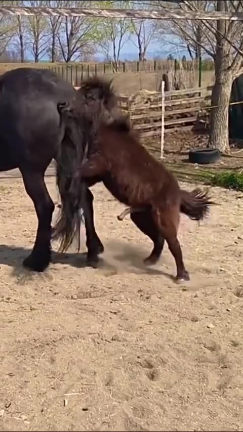 Size issue in First Love