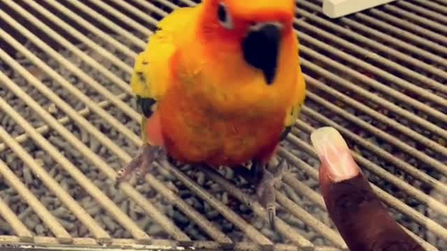 Colorful bird hitting glass window with beak