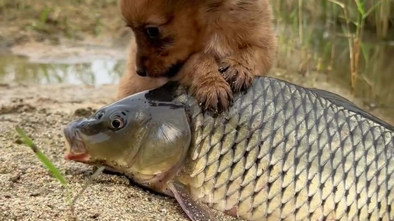 Dog and fish funny video