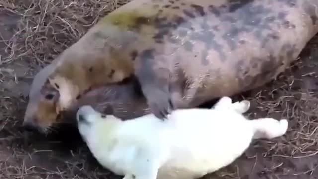 Mother and child sealion