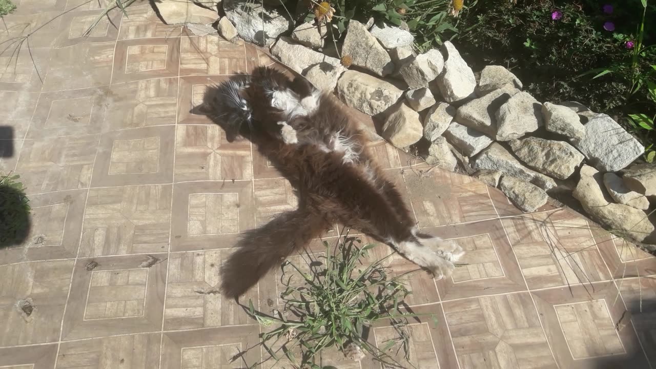 Cat's siesta