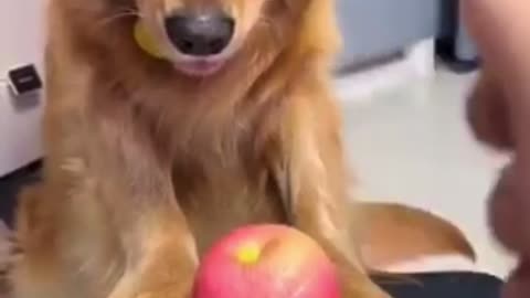 Animals Funny video 🤣😅😂👍