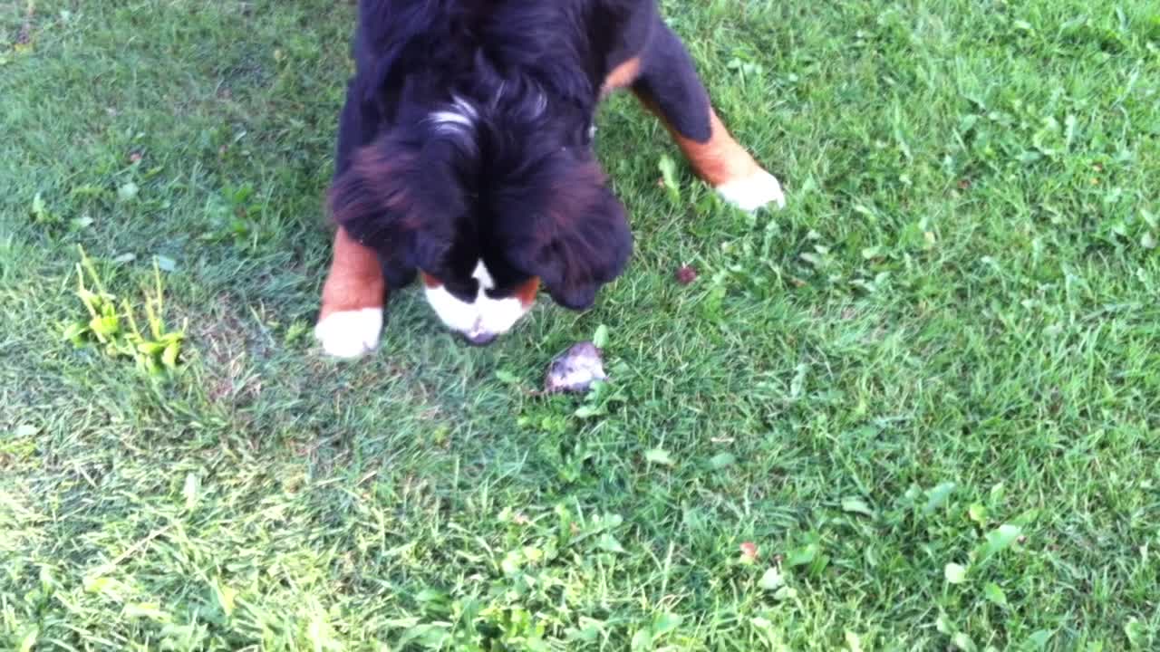 Adorable Young Dog Fights a Mouse!