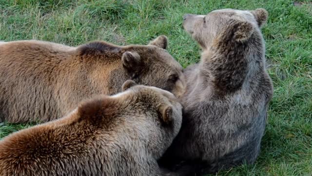 Loveing bears