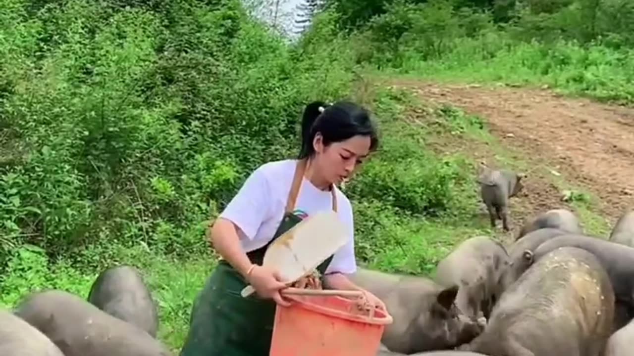 Funny videos