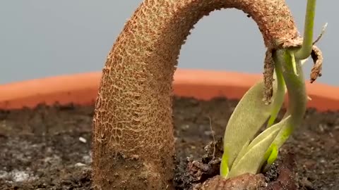 120 Days in 1 Min - Growing Durian Tree From Seed _timelapse