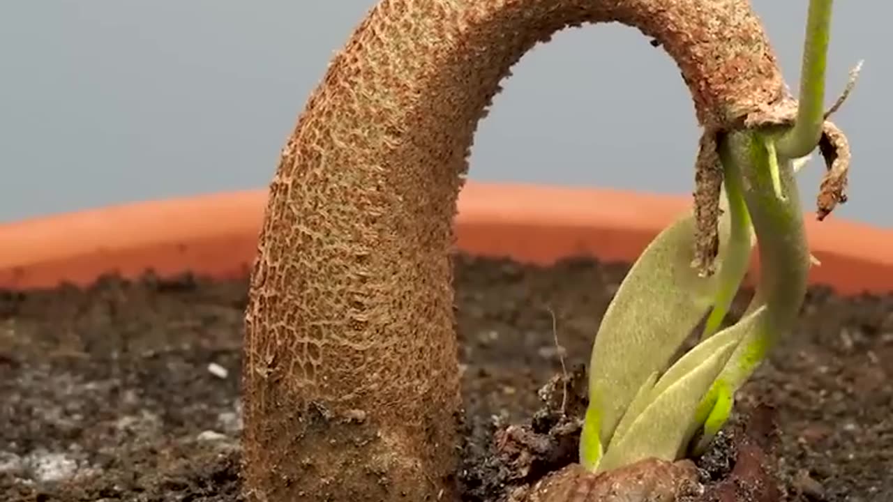 120 Days in 1 Min - Growing Durian Tree From Seed _timelapse