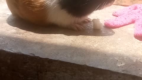 Guinea pig eating