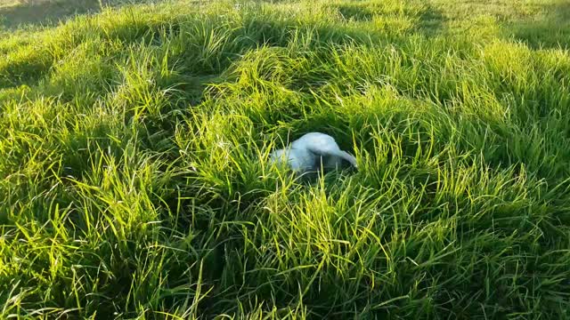 French bulldog makes crop circles