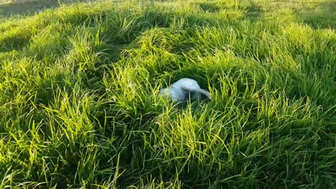 French bulldog makes crop circles