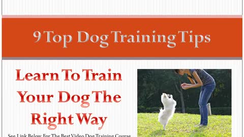 9 Tips On How to Train Your Dog The Right Way