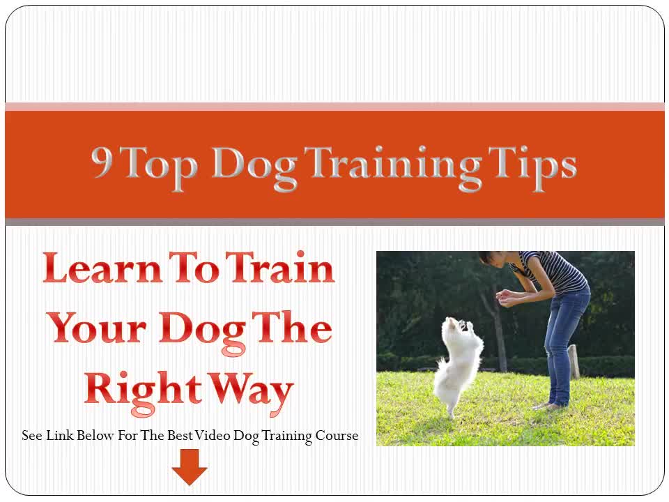 9 Tips On How to Train Your Dog The Right Way