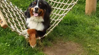 Bernese Mountain Dog chills out on hammock