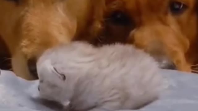 Golden Retrievers and Husky Meeting Their Best Friends Newborn Kitten - Satisfying video