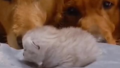 Golden Retrievers and Husky Meeting Their Best Friends Newborn Kitten - Satisfying video