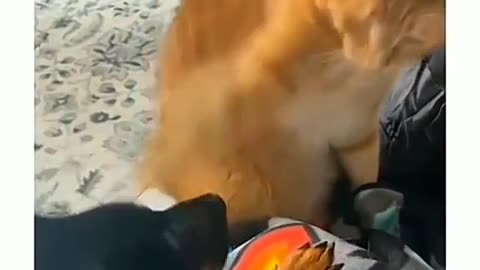 Funny Dogs and Cats