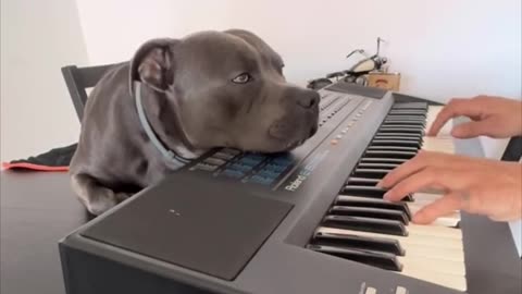 A Staffordshire Bull Terrier Enjoying the Piano