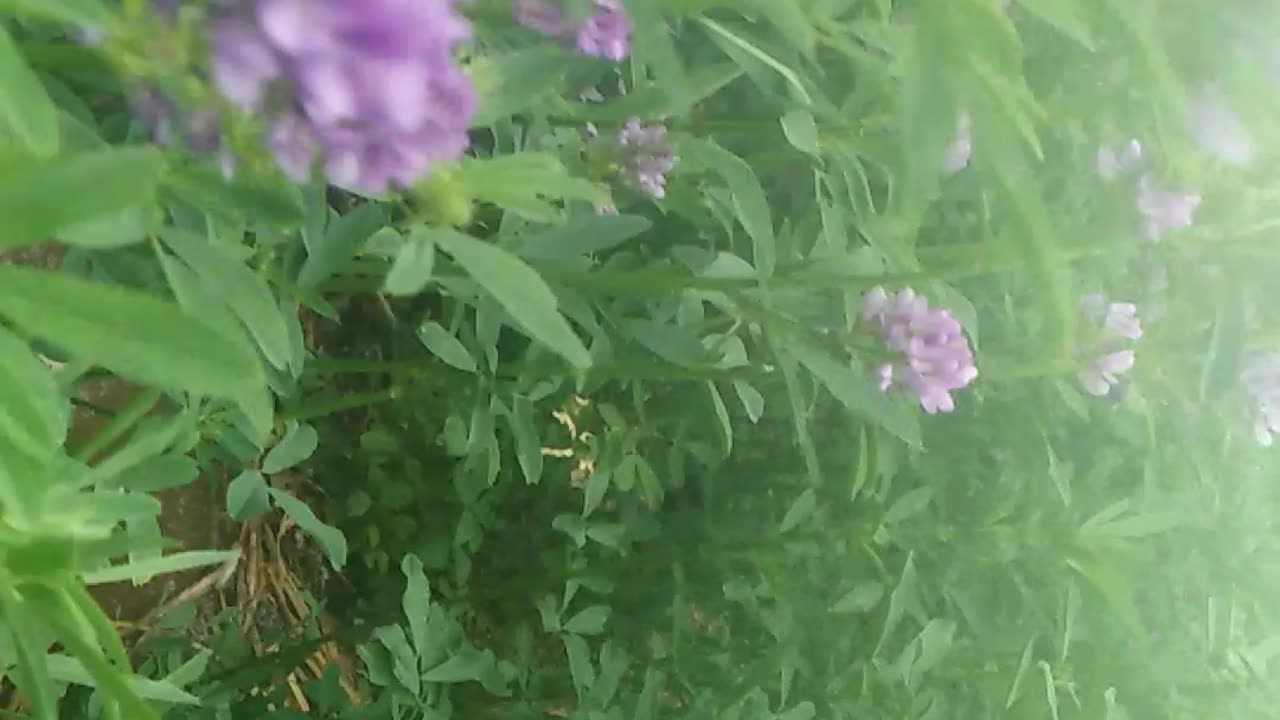 Natura beauty green and flowers